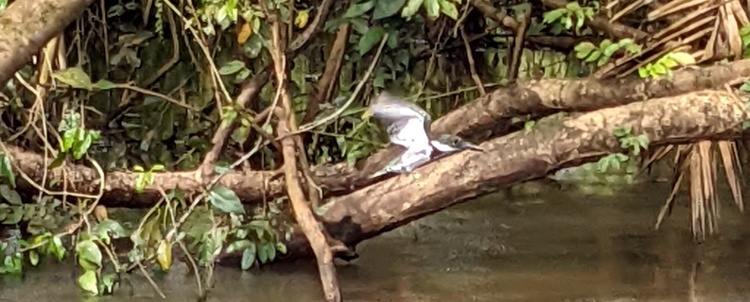 IJsvogel (Kingfisher)