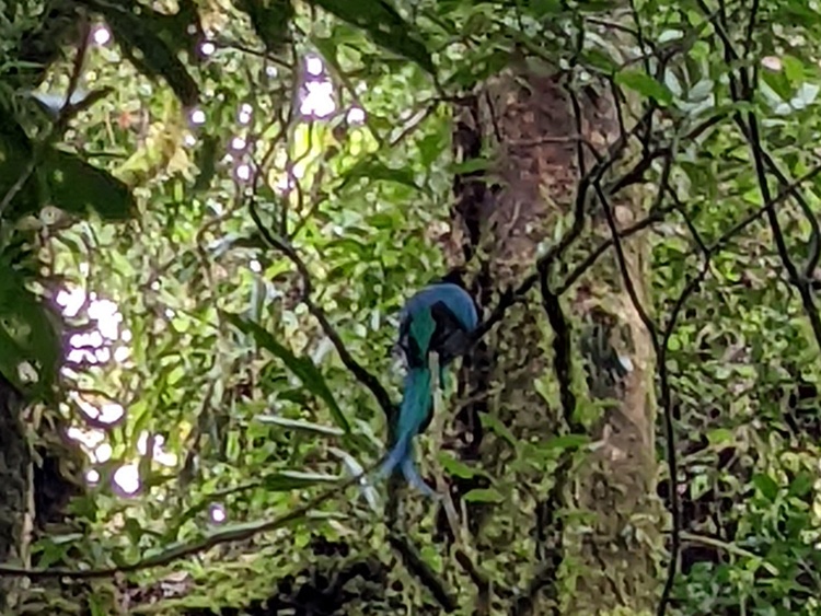 Quetzal mannetje