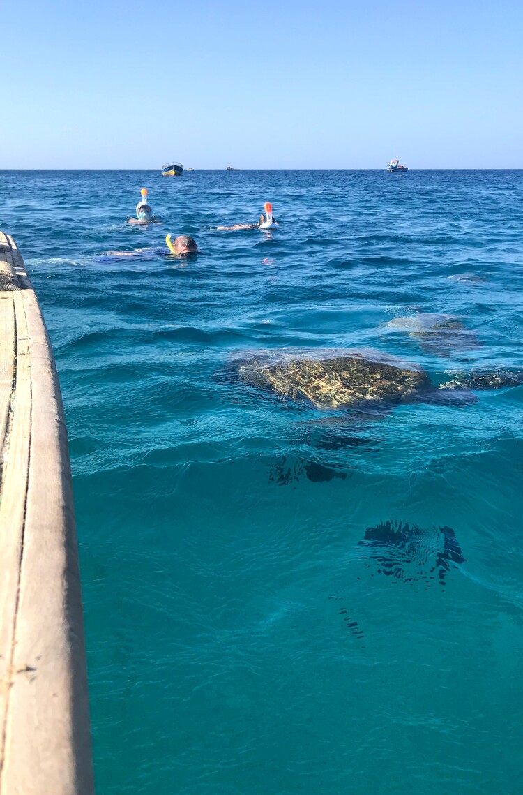 Snorkelen met schildpadden bij São Pedro