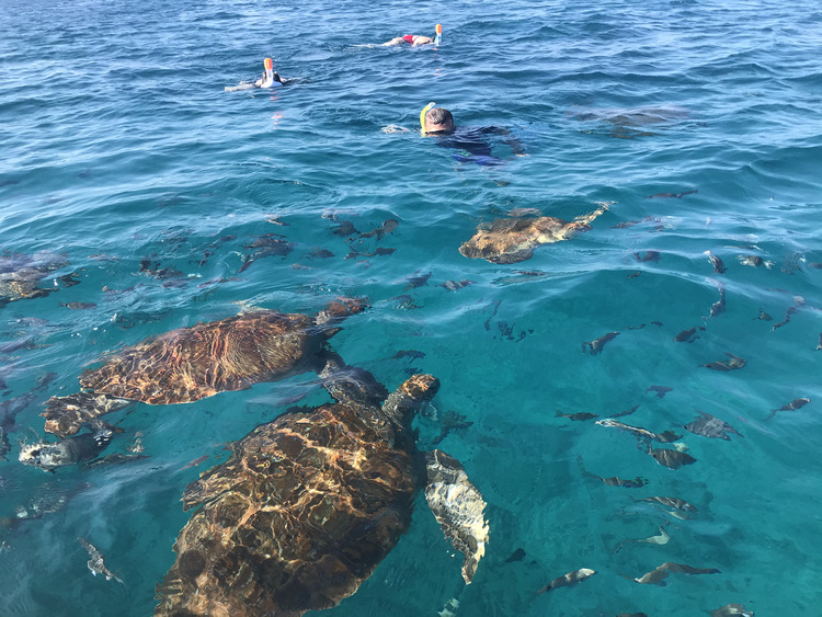 Snorkelen met schildpadden bij São Pedro