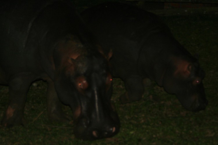 Grazende nijlpaarden